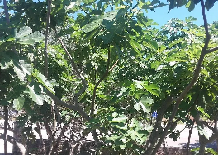 House For Rent Zrnovo