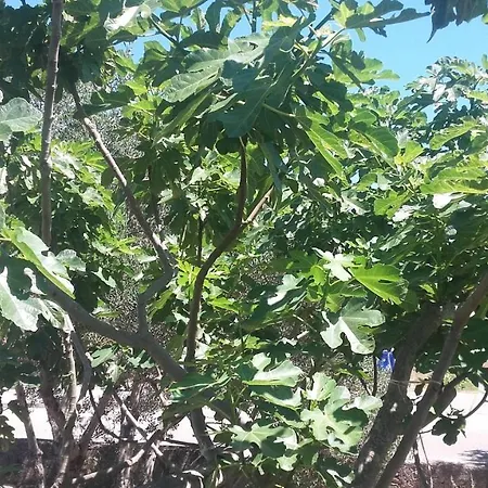 House For Rent Žrnovo