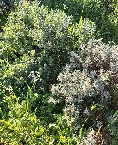 House For Rent בית נופש *